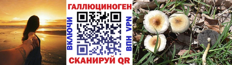 Галлюциногенные грибы Psilocybe магазин продажи Юхнов